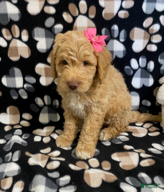 Goldendoodle dogs Molly- genetic clear parents - Ad 1