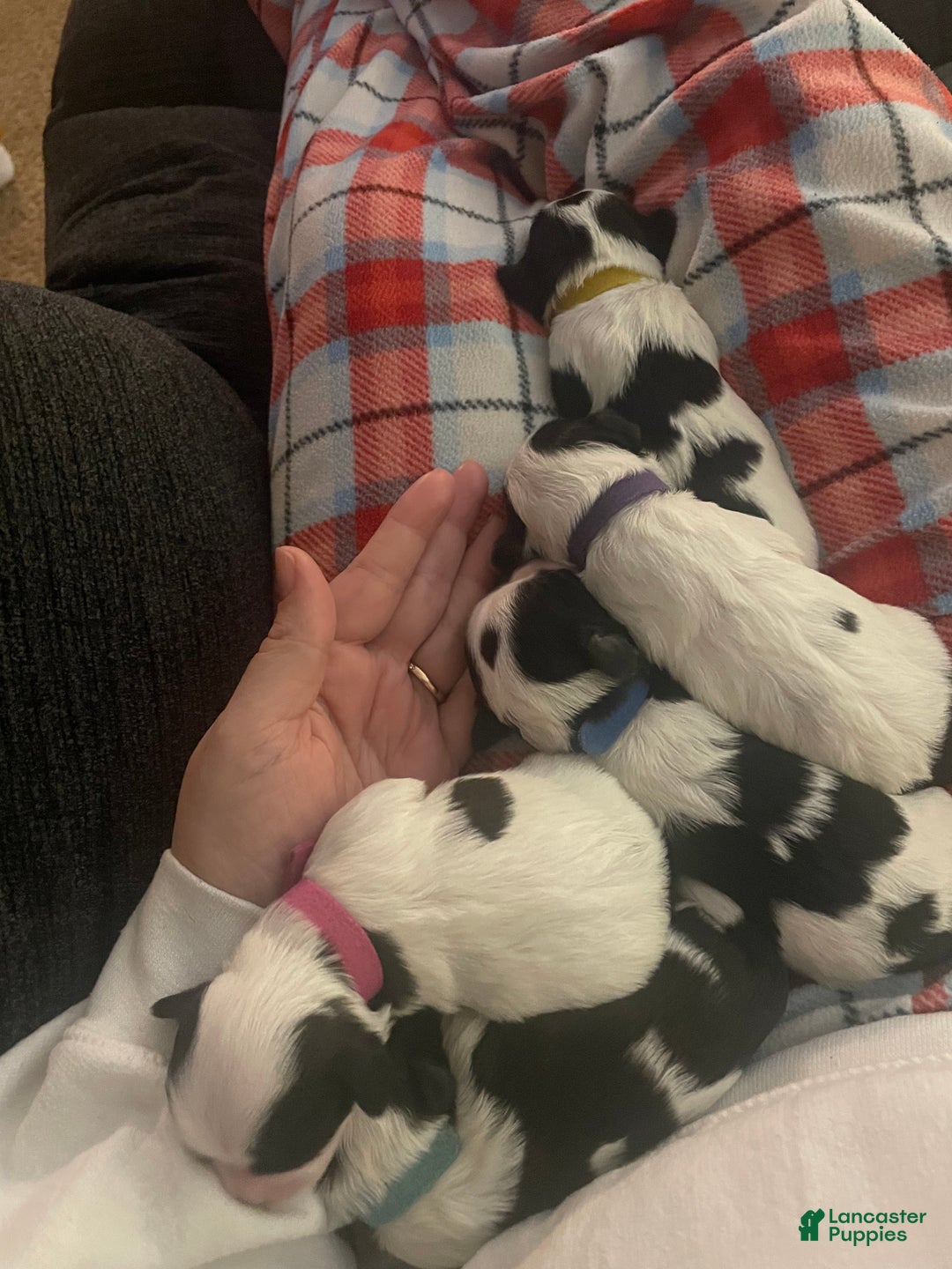 Mixed Breed dogs for sale: Cocoa - Ad 2