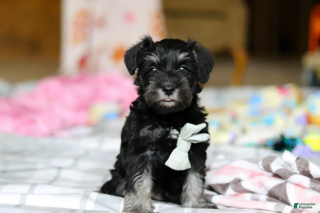 Miniature Schnauzer dogs for sale: Chance  - Ad 1