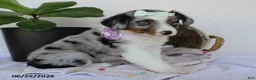 Miniature Australian Shepherd dogs for sale: Princess - Ad 5
