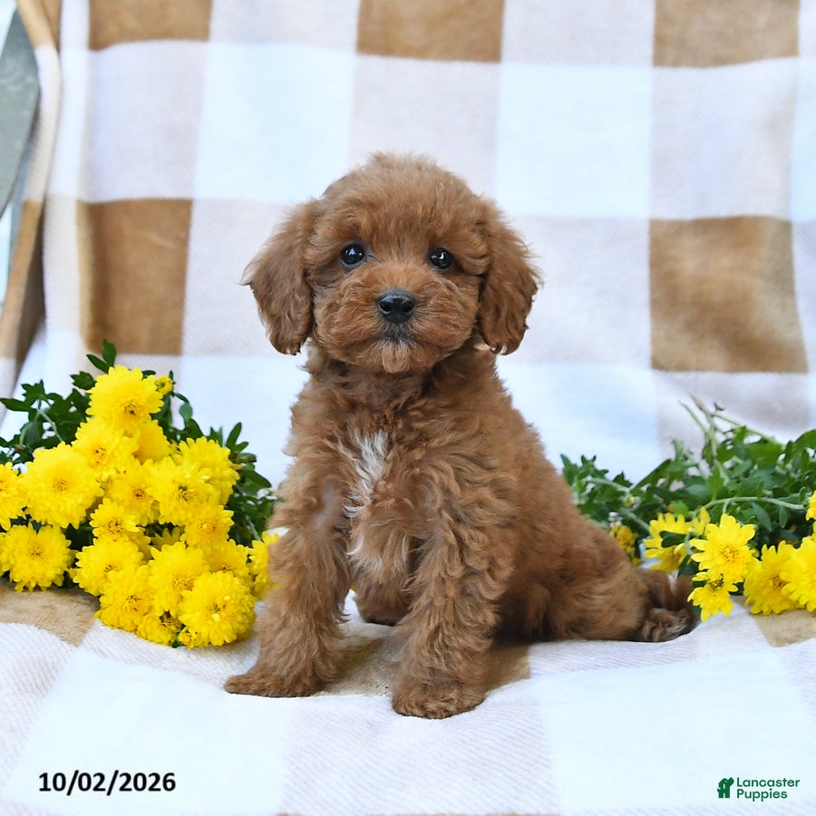 Cockapoo dogs Marvin - Ad 1