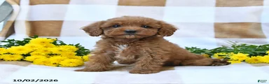 Marvin