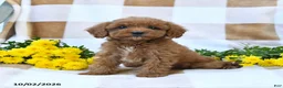 Cockapoo dogs for sale: Marvin - Ad 1