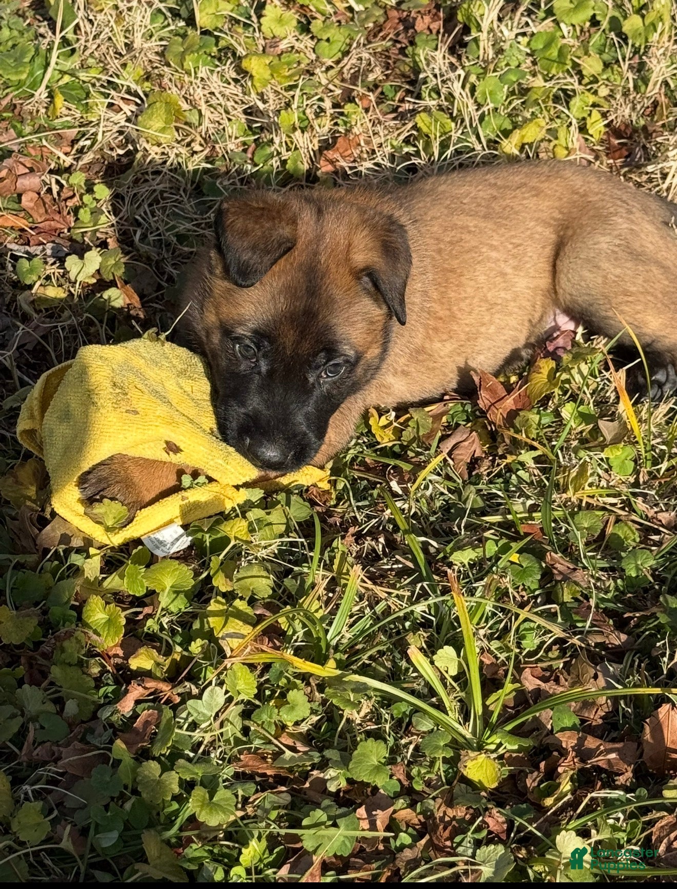 Belgian Malinois dogs for sale: Belgian Malinois Puppy 1 - Ad 2