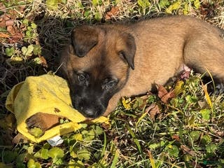 Belgian Malinois dogs Belgian Malinois Puppy 1 - Ad 4