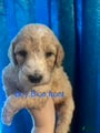 Australian Labradoodle dogs Blue Boy - Ad 1