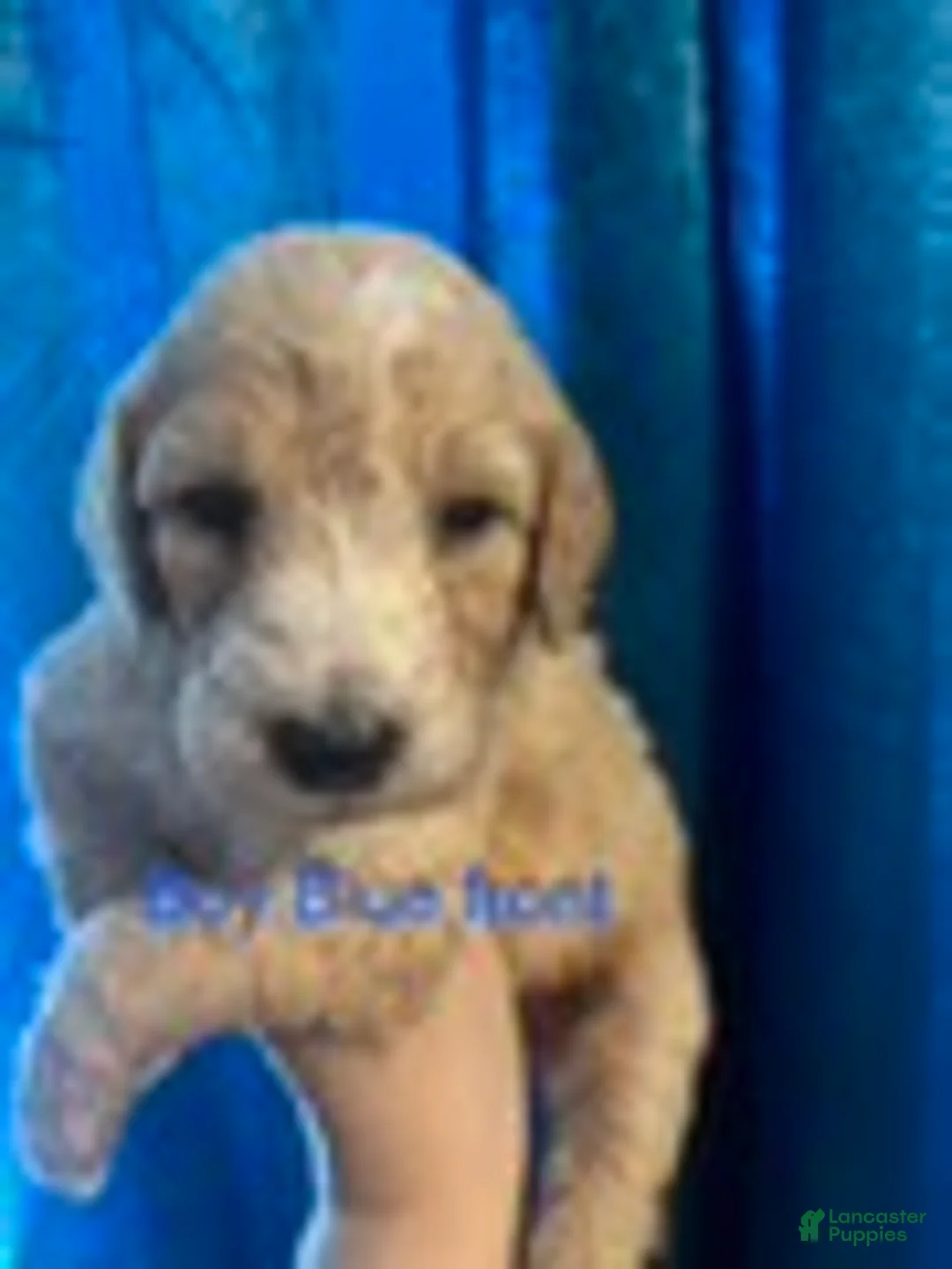 Australian Labradoodle dogs for sale: Blue Boy - Ad 1