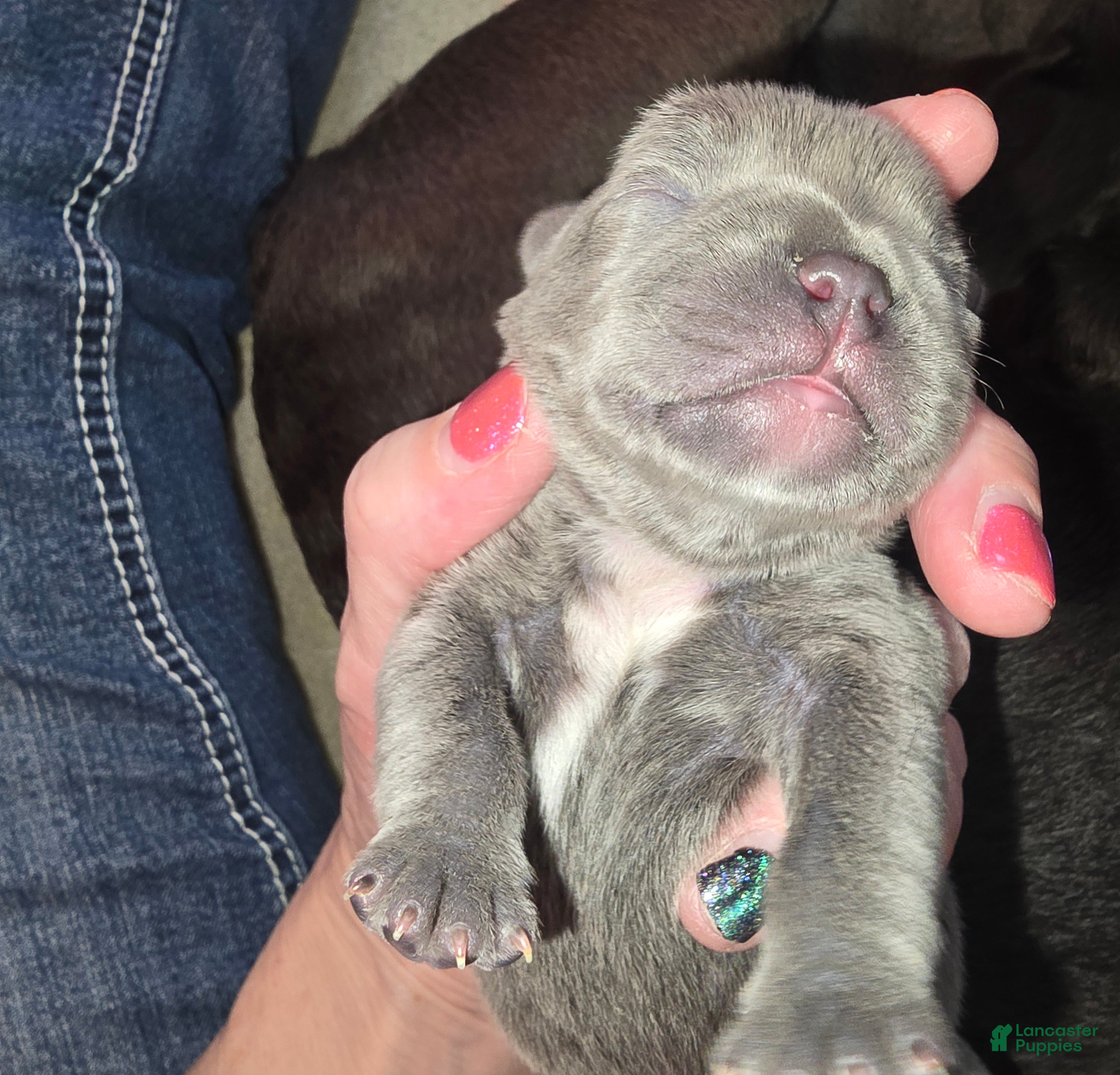 French Bulldog dogs French Bulldog Puppy 2 - Ad 33