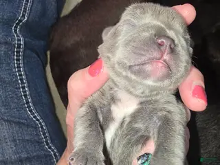 French Bulldog dogs French Bulldog Puppy 2 - Ad 33