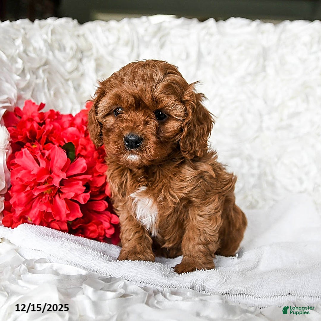 Cavapoo dogs for sale: Noel - Ad 4