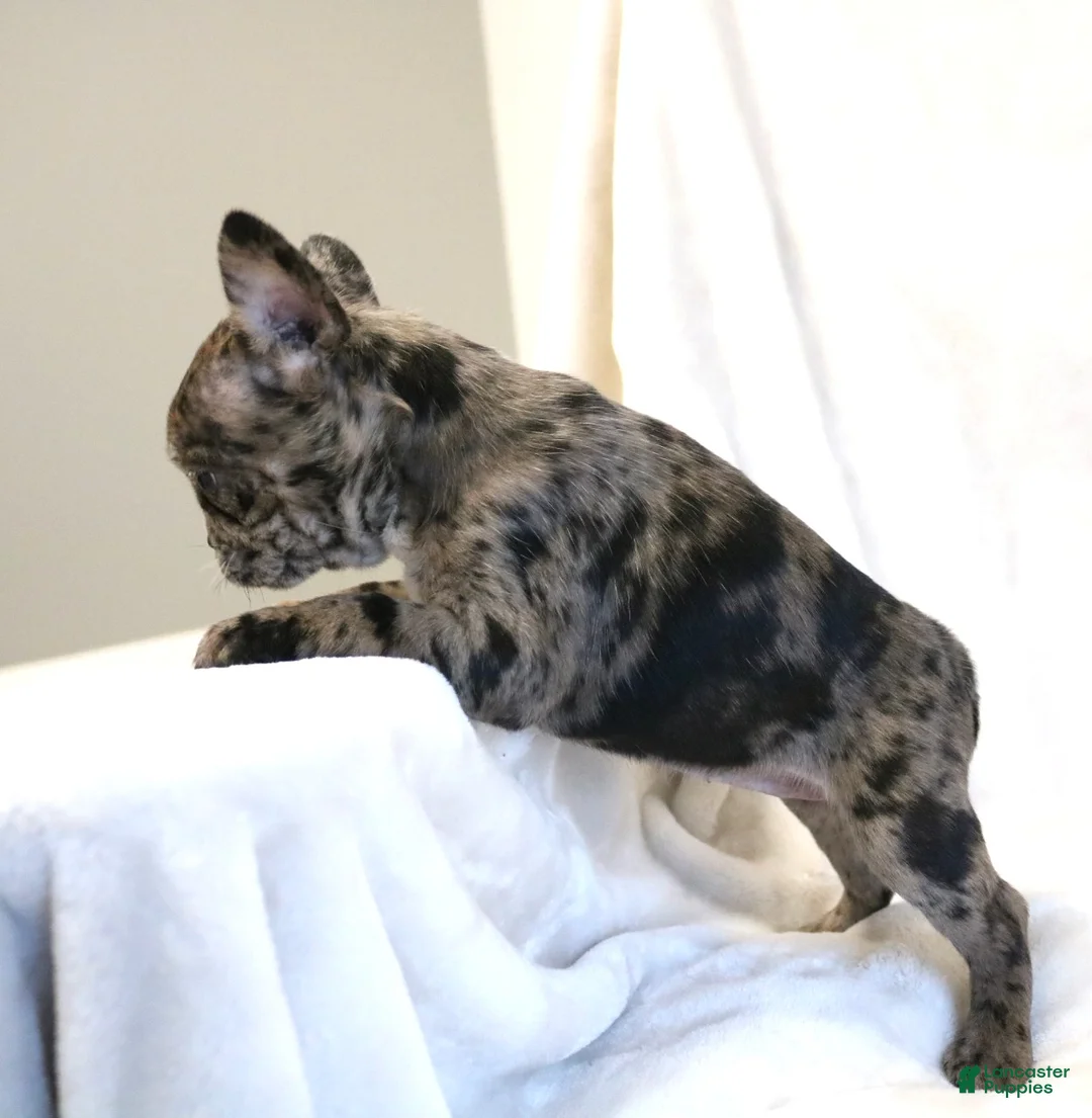 Frenchton dogs for sale: Cassie - Ad 7