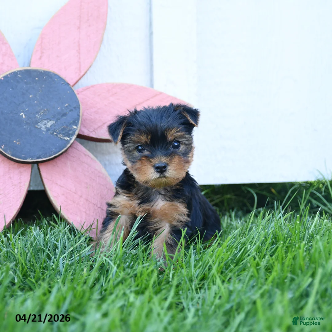 Yorkshire Terrier dogs for sale: Cody - Ad 5