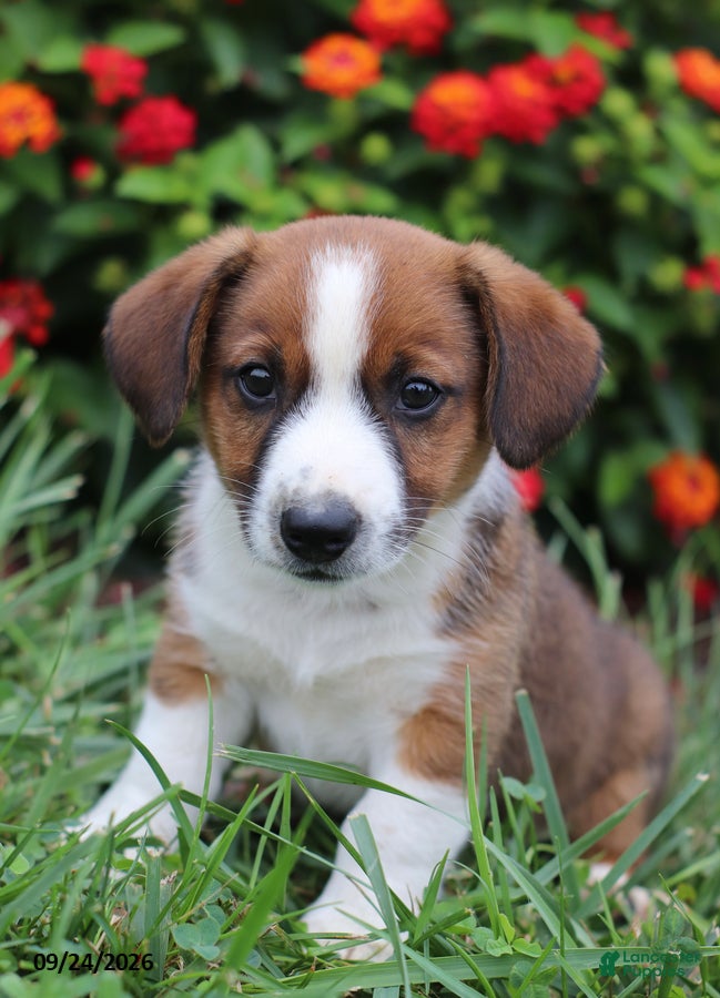 Mixed Breed dogs Oliver - Ad 2
