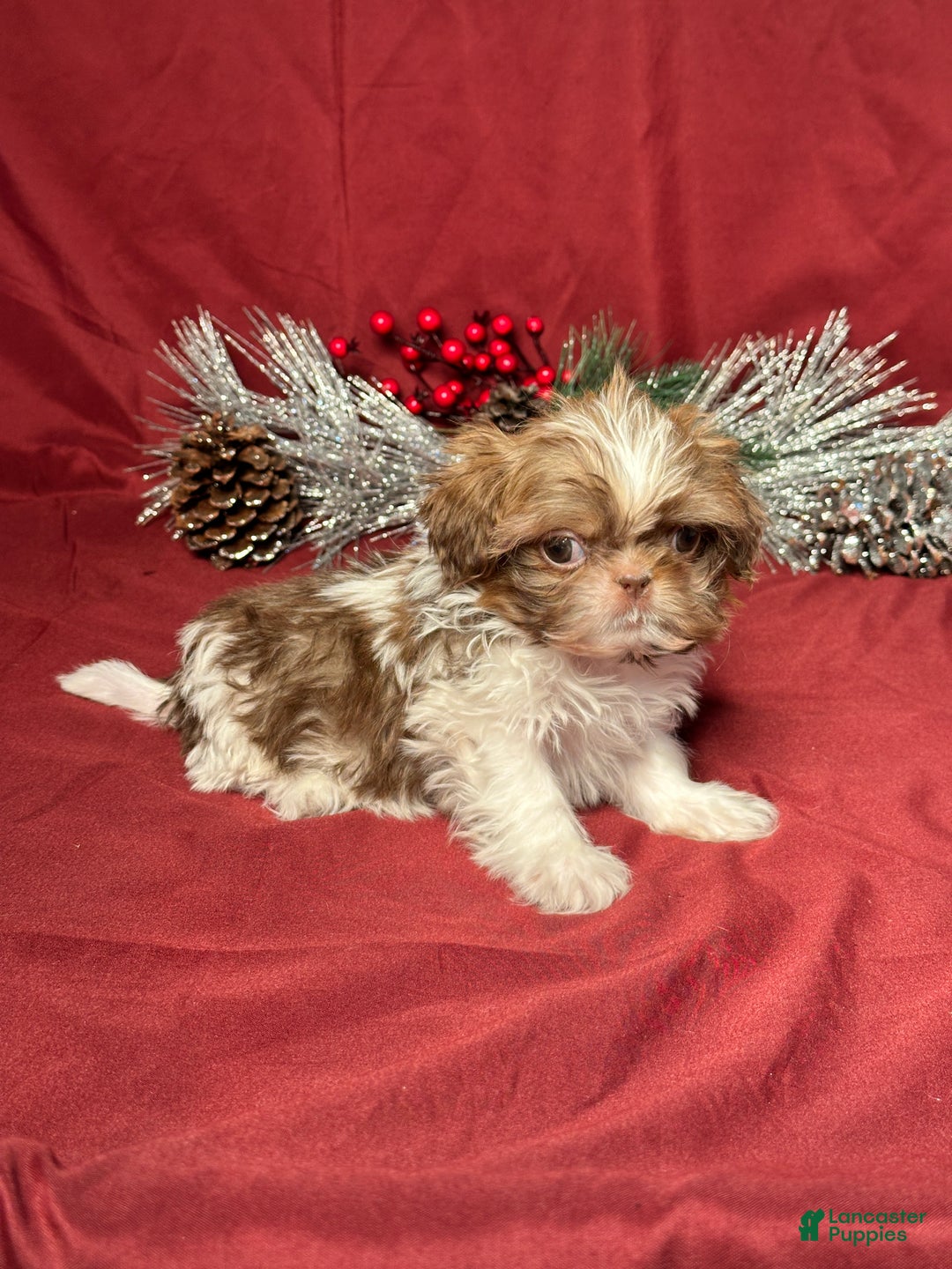 Shih Tzu dogs for sale: Max - Ad 3