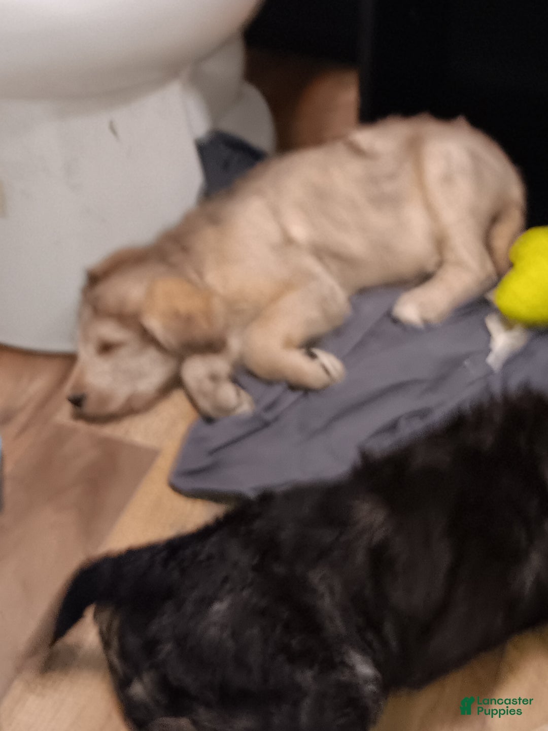 Labradoodle dogs for sale: Creamy mae - Ad 14