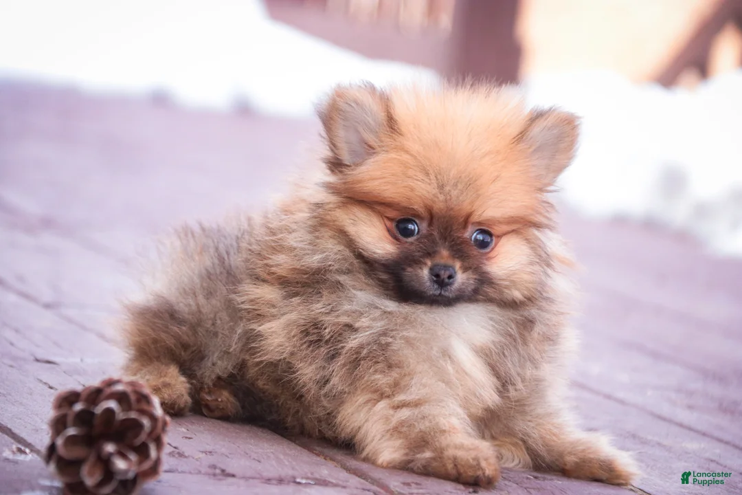 Pomeranian dogs for sale: Bennet - Ad 2