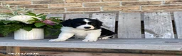 Mixed Breed dogs for sale: Libby - Ad 3