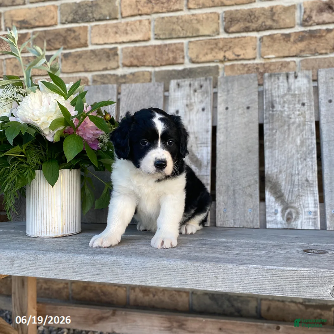 Mixed Breed dogs for sale: Libby - Ad 3