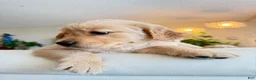 Golden Retriever dogs for sale: moly - Ad 8