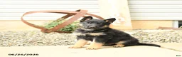 German Shepherd dogs for sale: Luke - Ad 3