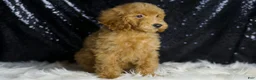 Mini Goldendoodle dogs for sale: Captain - Ad 5