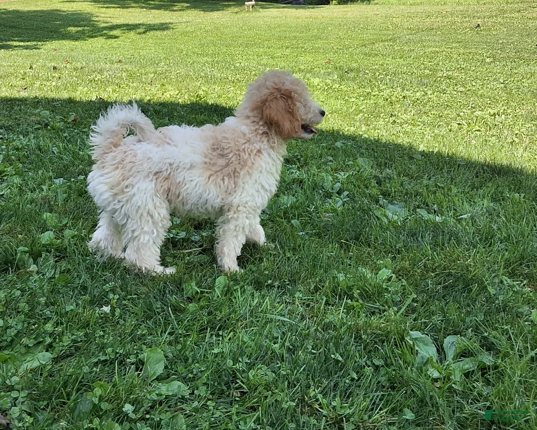 Miniature Poodle dogs for sale: Riley  - Ad 2