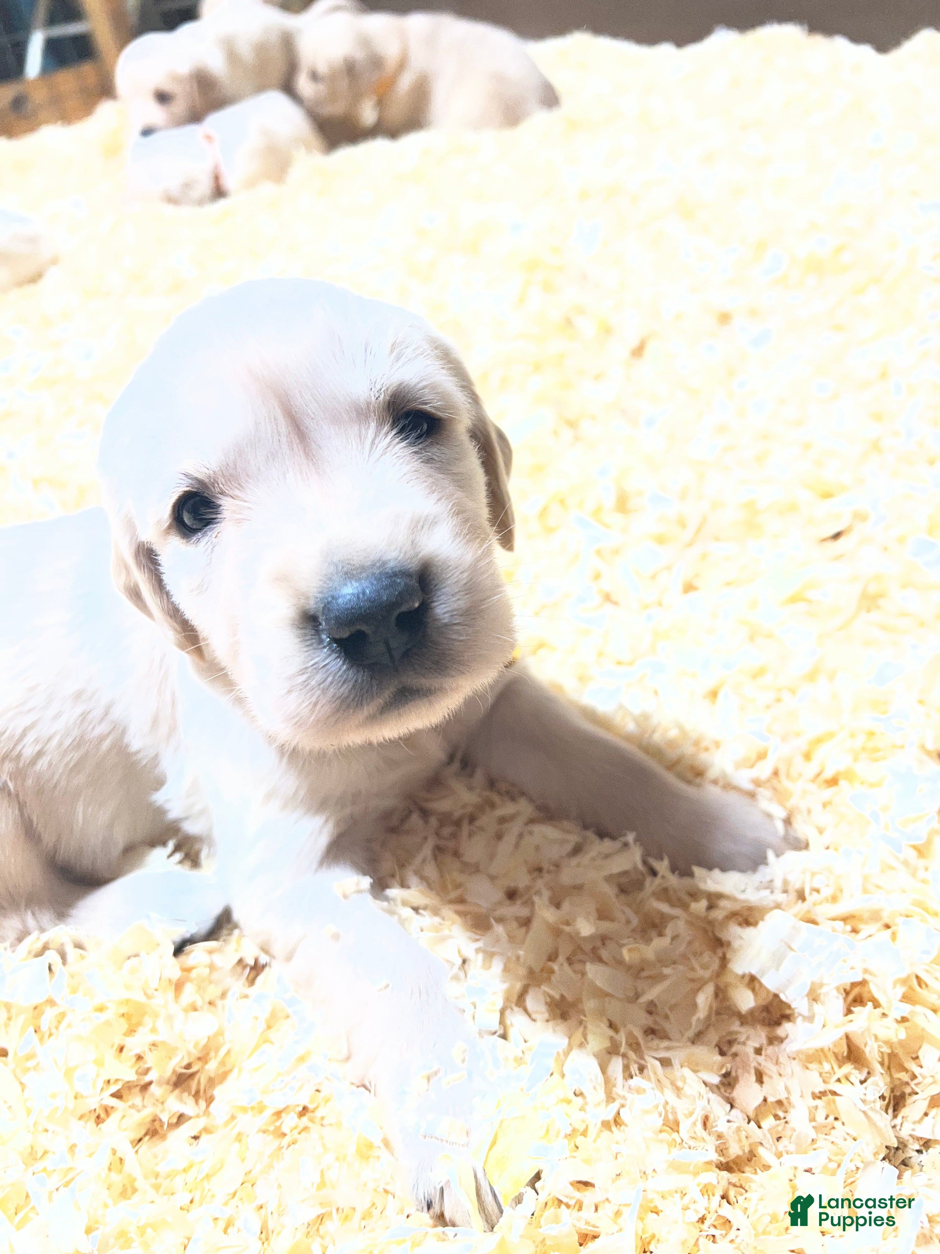 Golden Retriever dogs Tan - Ad 1