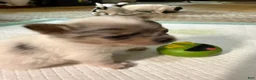 Chihuahua dogs for sale: AKC,Apple head spike,blue & white Merle  - Ad 25