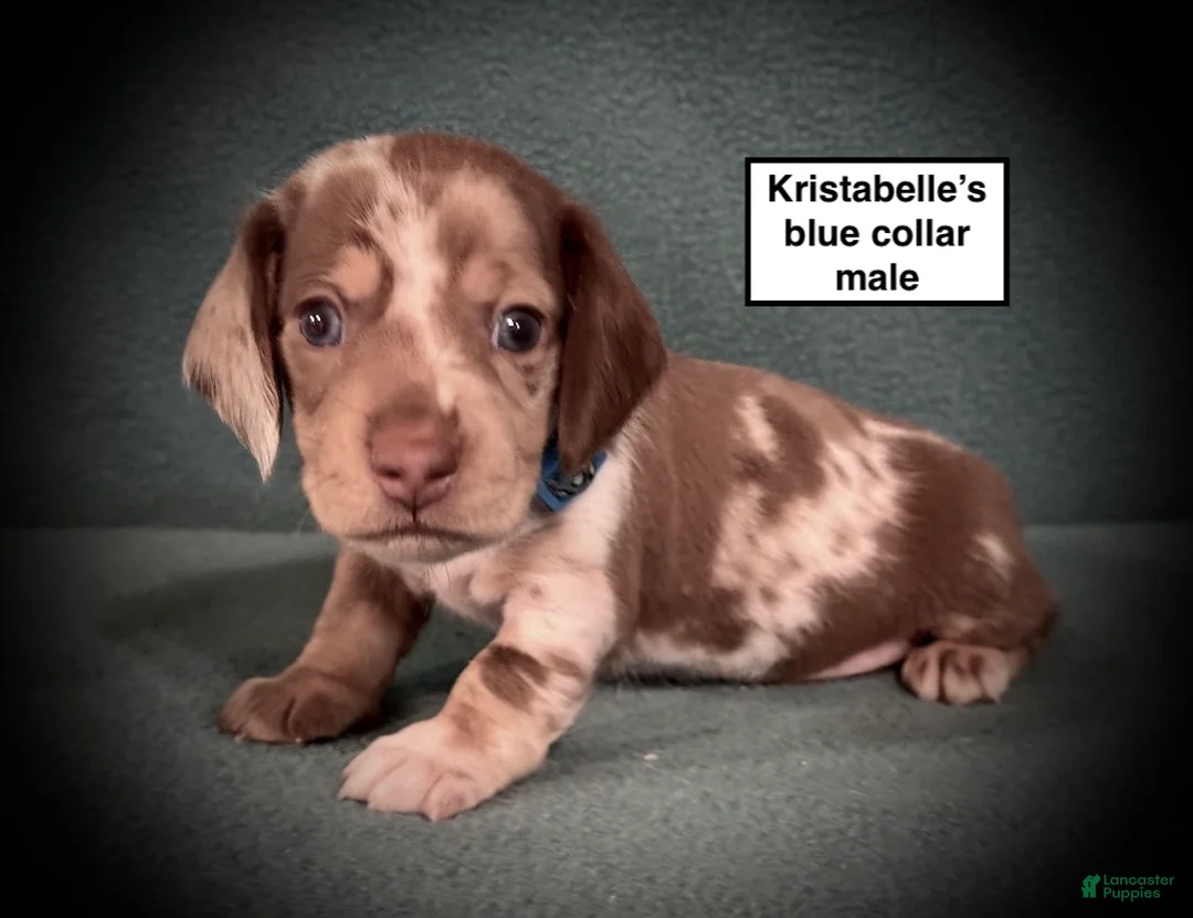 Dachshund dogs for sale: AKC Kristabelle's Blue Collar Male - Ad 1