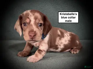 Dachshund dogs AKC Kristabelle's Blue Collar Male - Ad 9
