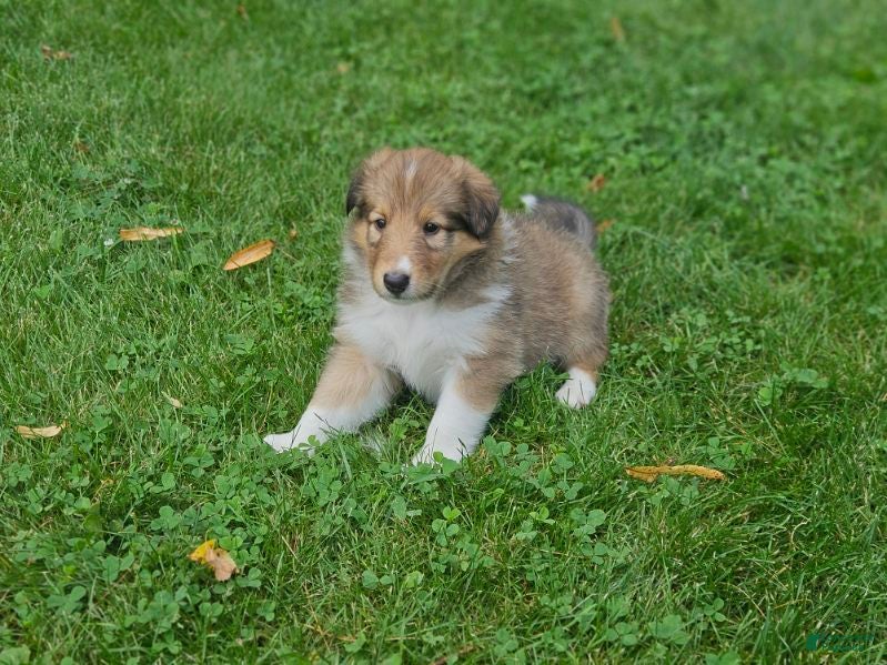 Collie dogs Boy 1 - Ad 2