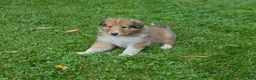 Collie dogs for sale: Boy 1 - Ad 2