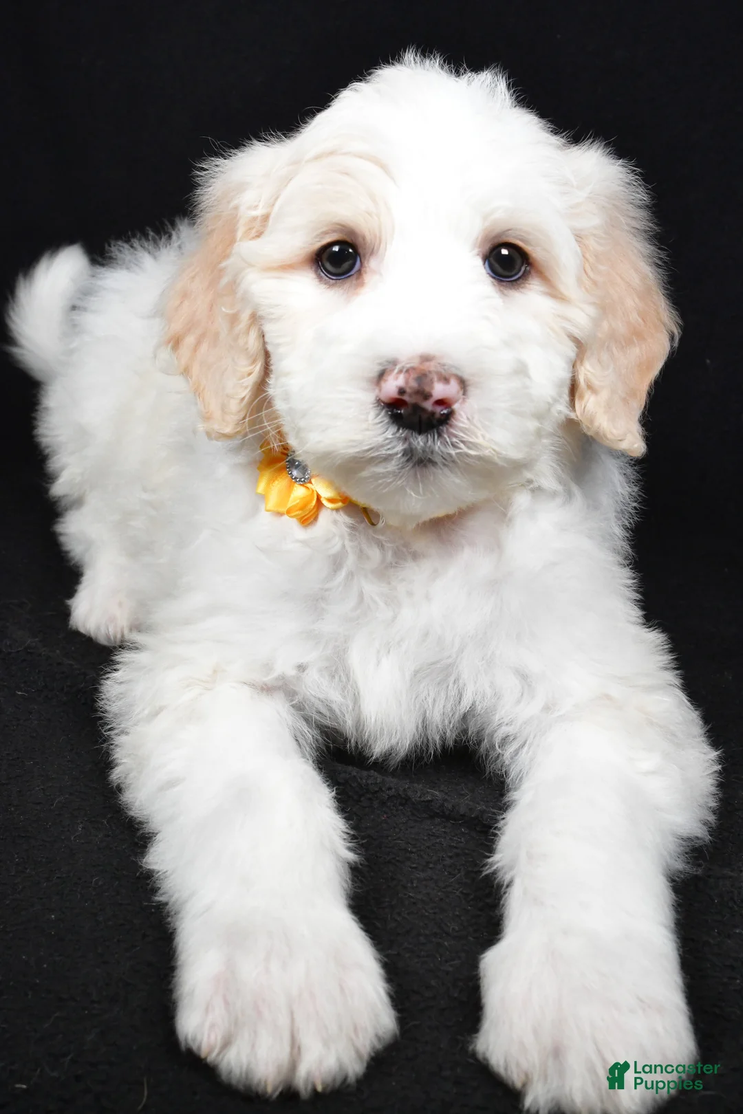 Sheepadoodle dogs for sale: Monica - Ad 4