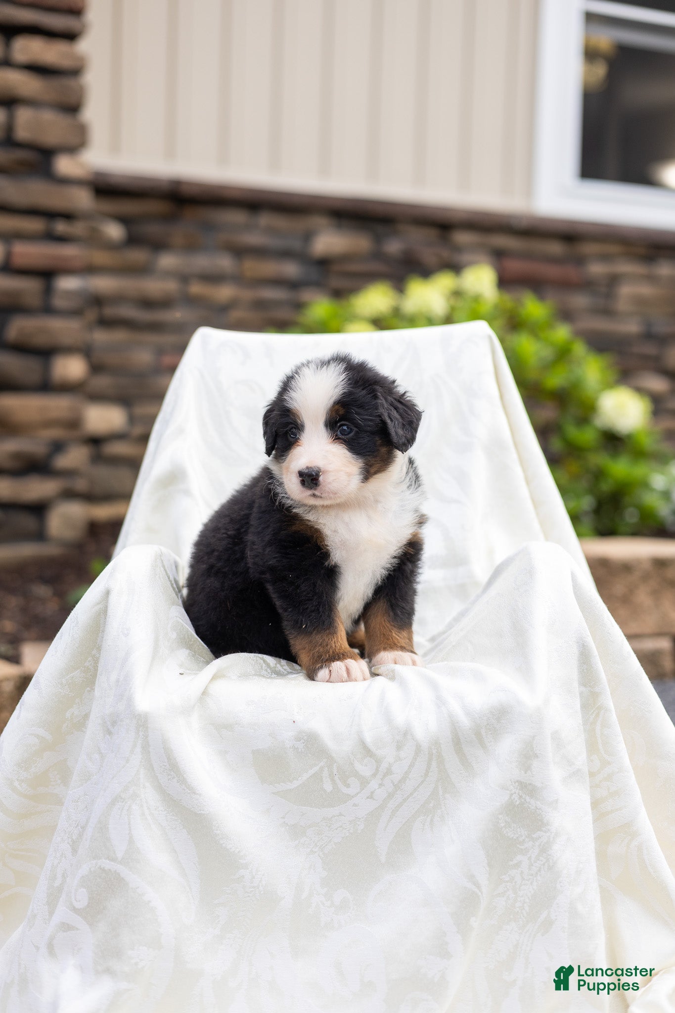 Bernese Mountain Dog dogs Rosco - Ad 2