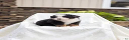 Bernese Mountain Dog dogs for sale: Rosco - Ad 2