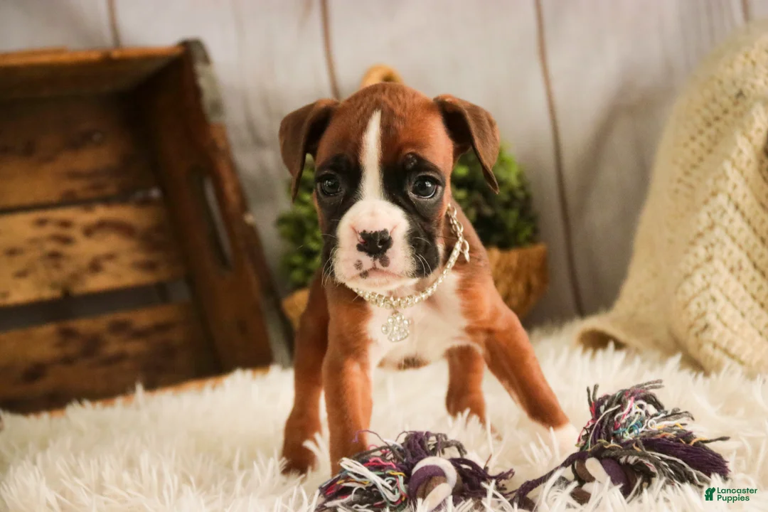 Boxer dogs for sale: Latte - Ad 2