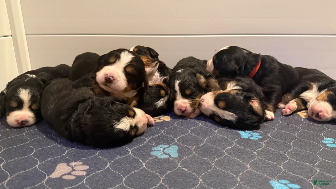 Bernese Mountain Dog dogs for sale: Bernese Mountain Dog Puppy 1 - Ad 1