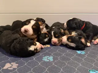 Bernese Mountain Dog dogs Bernese Mountain Dog Puppy 1 - Ad 42