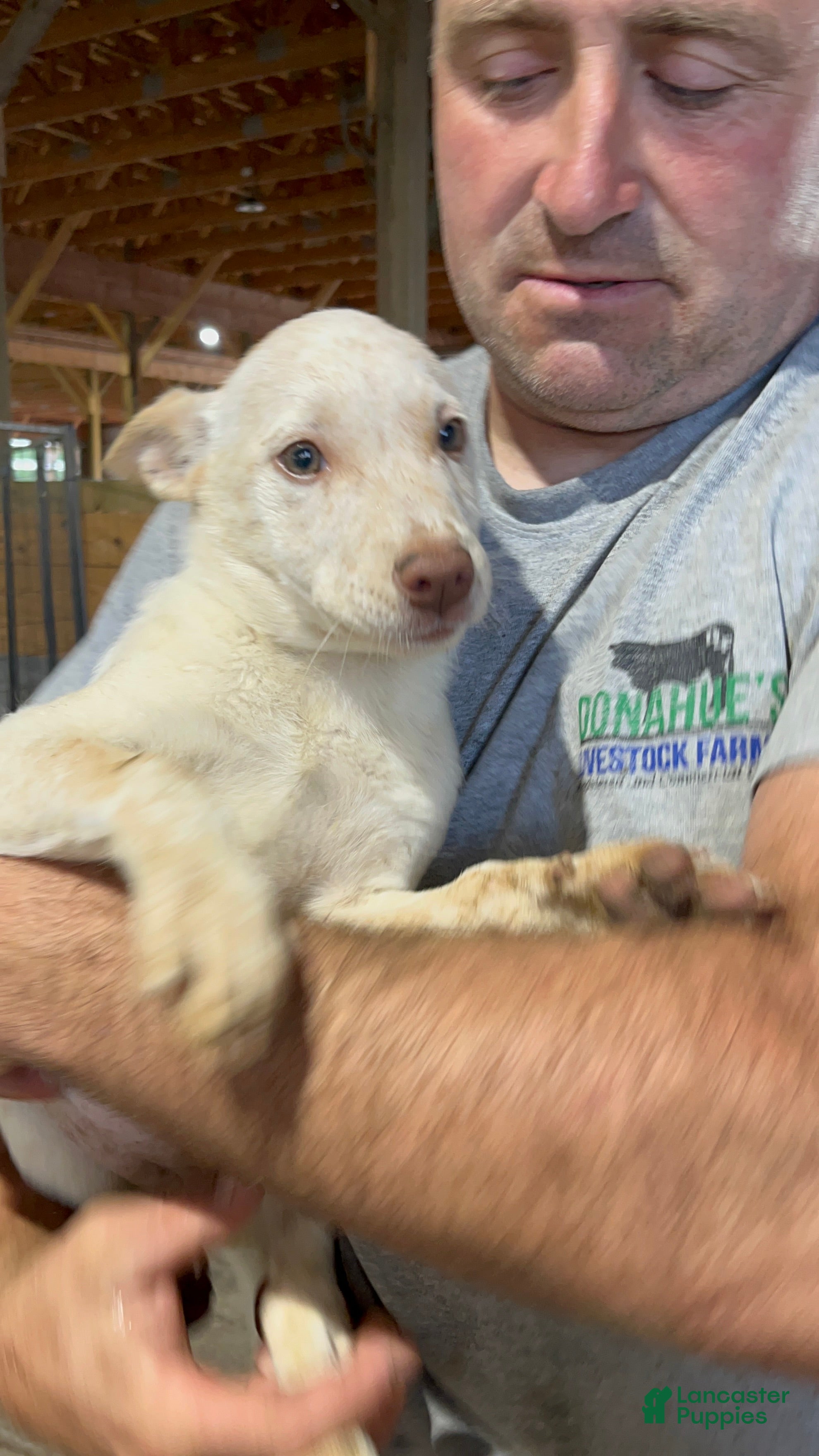 Australian Cattle Dog dogs Aubrey - Ad 39