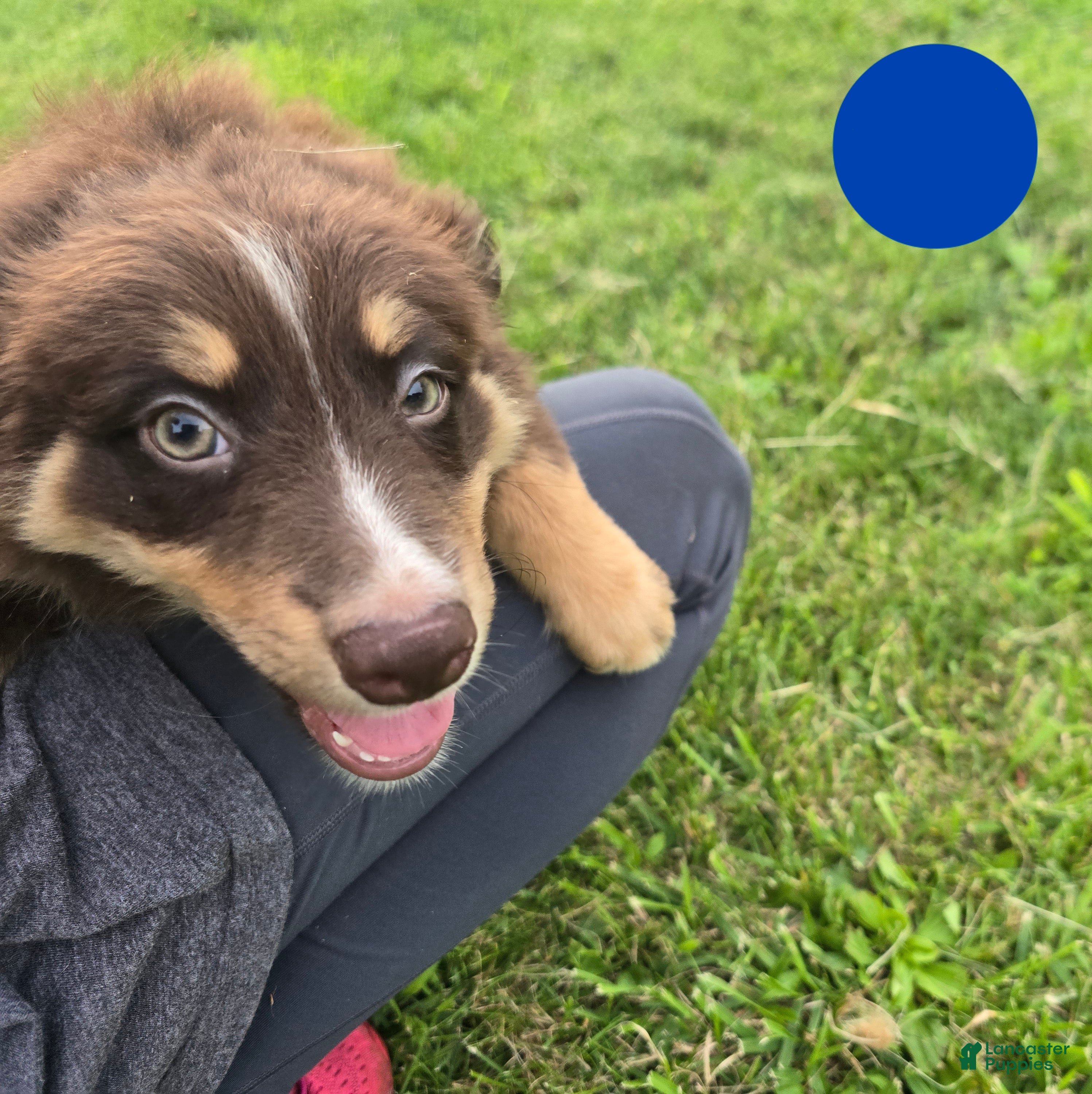 Australian Shepherd dogs Australian Shepherd Puppy BLUE - Ad 11