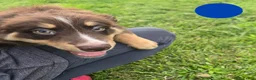 Australian Shepherd dogs for sale: Australian Shepherd Puppy BLUE - Ad 1
