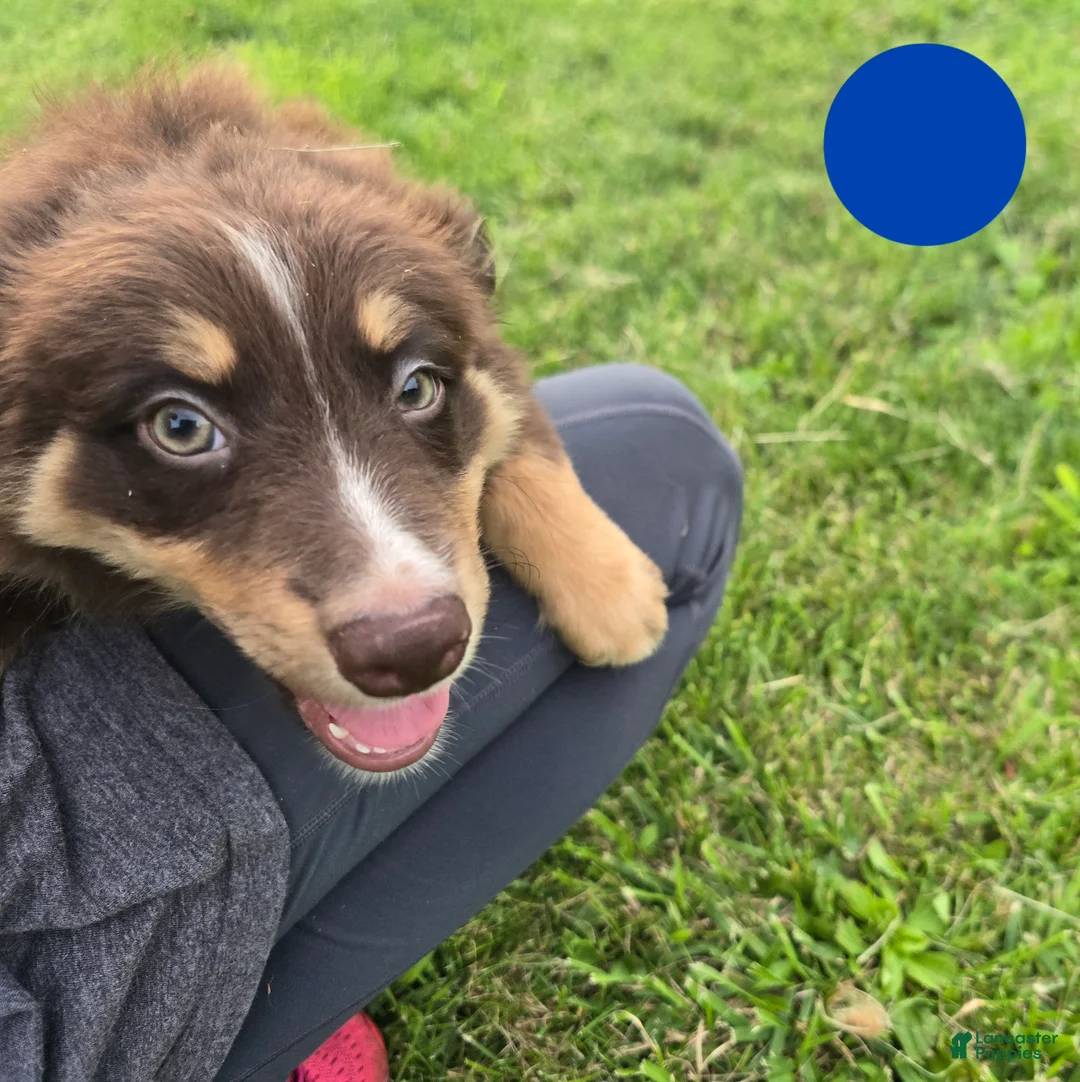 Australian Shepherd dogs for sale: Australian Shepherd Puppy BLUE - Ad 1