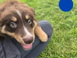 Australian Shepherd dogs Australian Shepherd Puppy BLUE - Ad 11