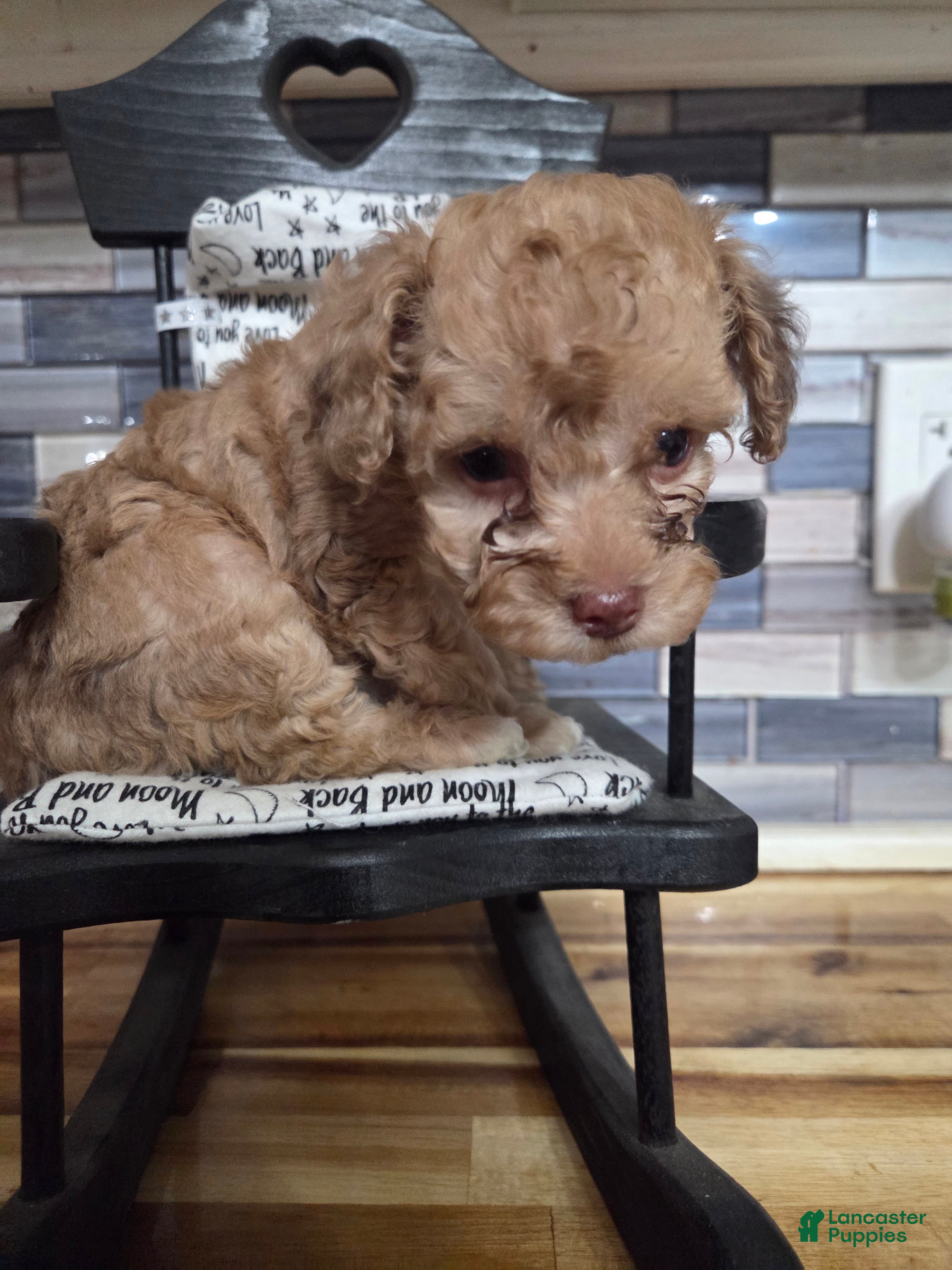 Toy Poodle dogs Marley little girl - Ad 3