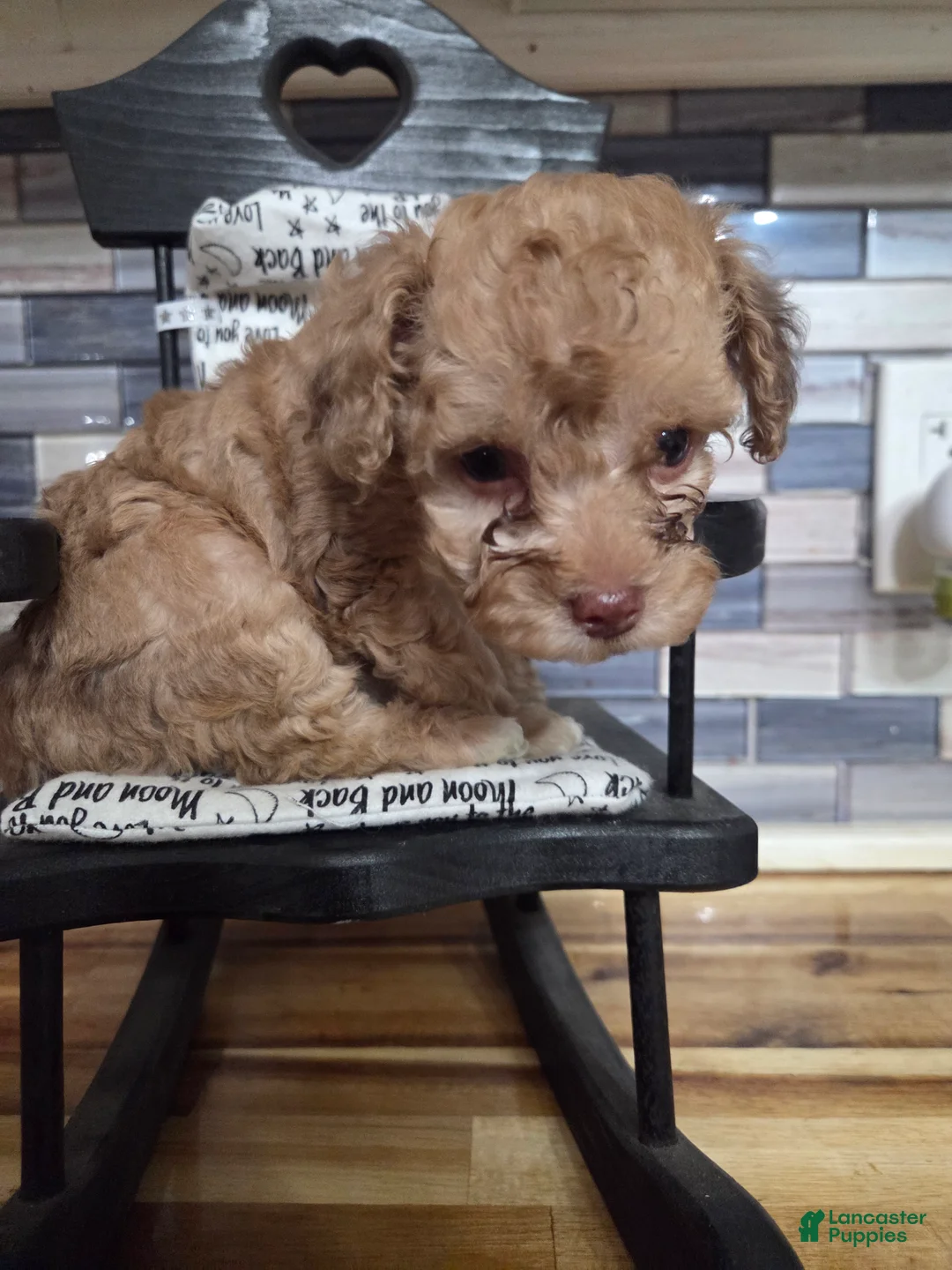 Toy Poodle dogs for sale: Marley little girl - Ad 1