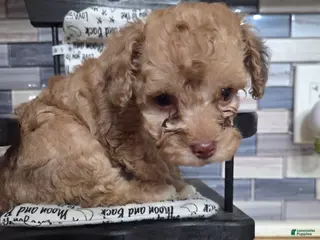 Toy Poodle dogs Marley little girl - Ad 3
