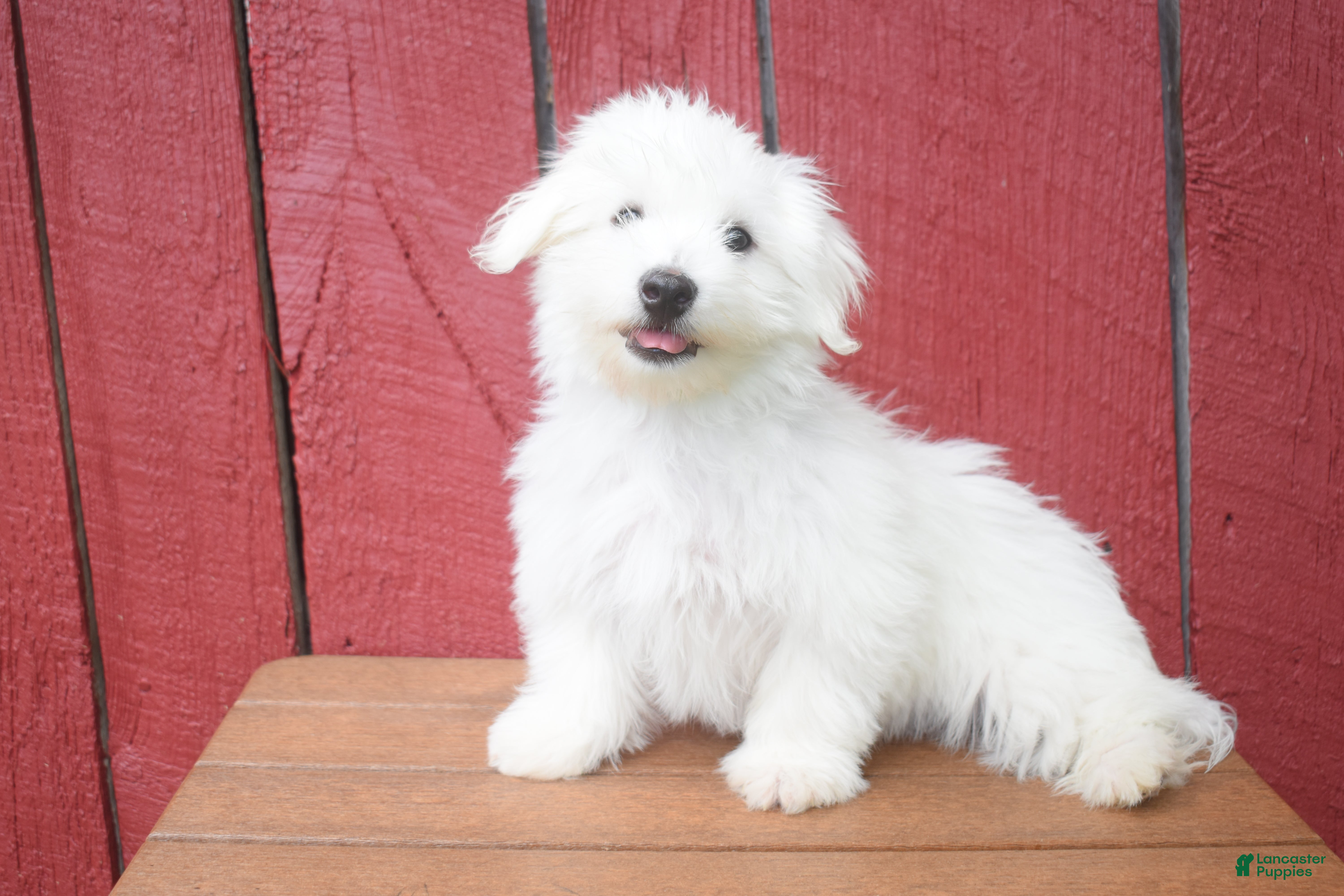 Maltese dogs  Justin  - Ad 2