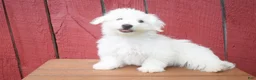Maltese dogs for sale:  Justin  - Ad 3