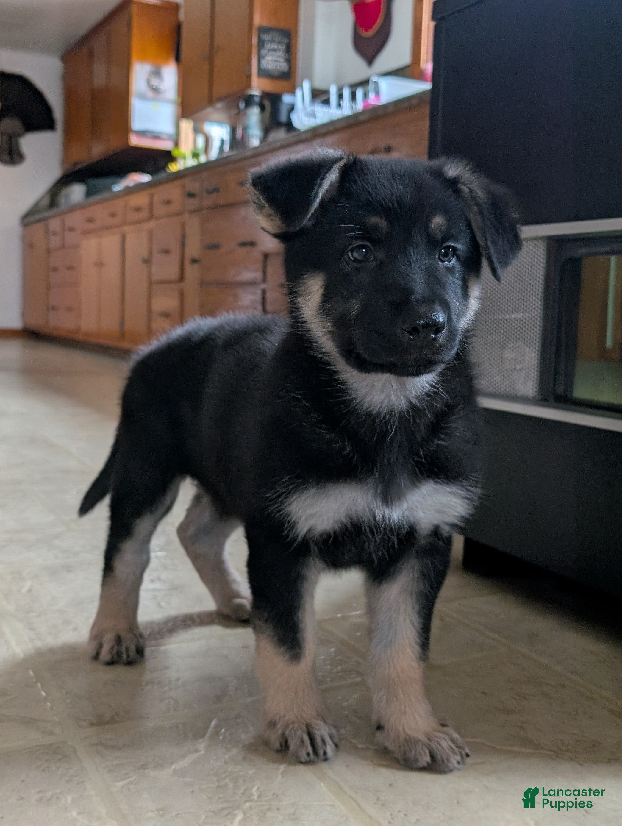 German Shepherd dogs Raina - Ad 1