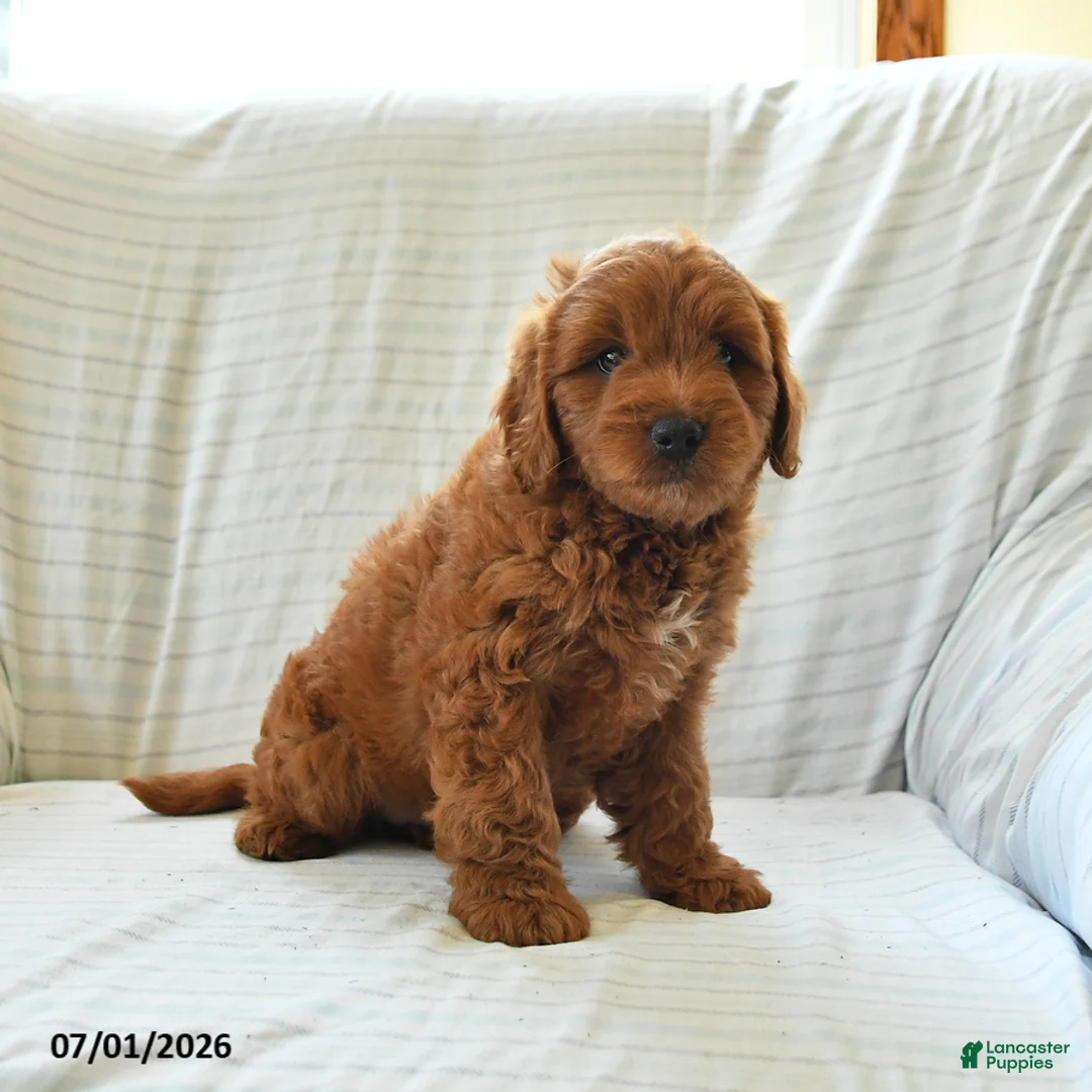 Mini Goldendoodle dogs for sale: Leo - Ad 2